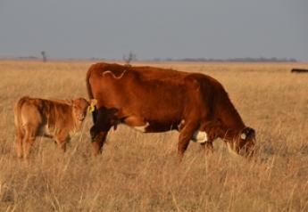 Reuilding Drought Conditions Threaten Oklahoma Cow Herd Expansion