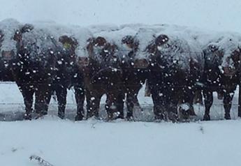 Market Highlights: Cold and Snow Not Good for Beef Prices