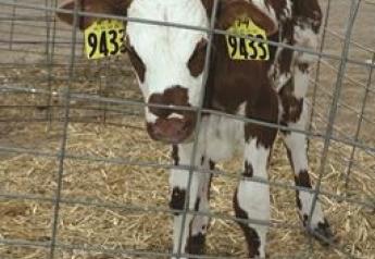 Calf Nutrition Important for Cow Success