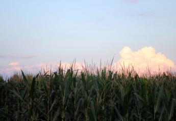 Corn, Soybean Yields Stumble In Illinois 