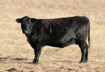 Nebraska Beef Cow