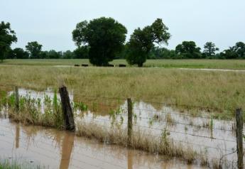 flooded_pasture