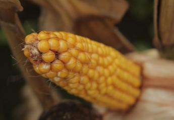 indiana corn ear
