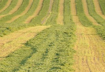 Low Lignin Varieties Will Change Alfalfa Management