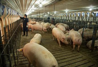 Cargill Moves to Group Housing for Company’s Sows