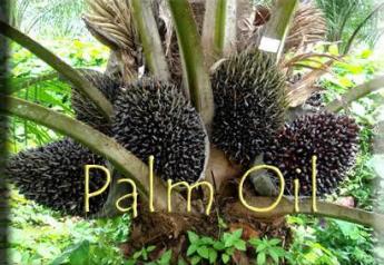 palm_oil_labeled