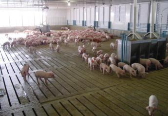 pigs in barn (2)