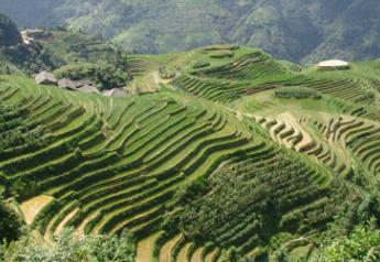rice terraces china