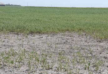 soybeans flooded out