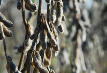 soybeans2012