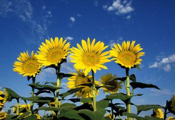 sunflowers_usda_ars