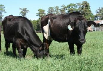 t 85 heifers grazing