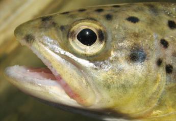 trout-close-up-1353793-640x480
