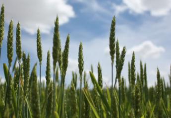 wheat field sky