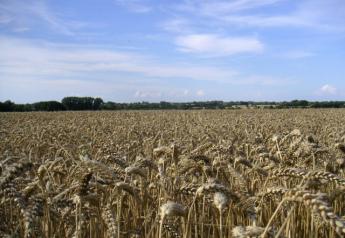 wheatfield