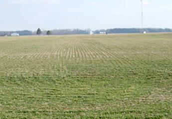 winter wheat field