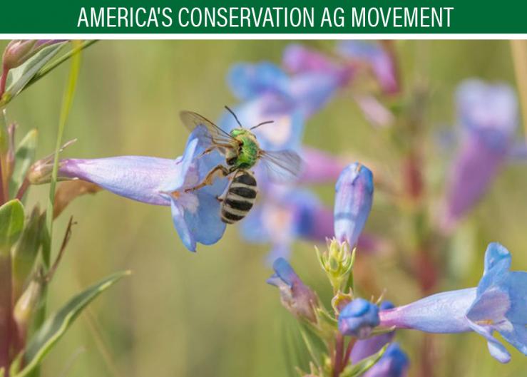 Native bees have relatively simple needs. Their three main requirements for a healthy life are food (wildflowers), shelter (places to nest), and a pesticide-free environment. Some of the very best places for North American native bees to thrive are sustainably managed working lands.