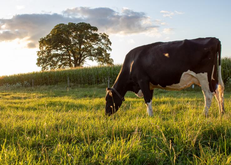 10 Ways to Improve Early Lactation Performance and Peak Milk Yield