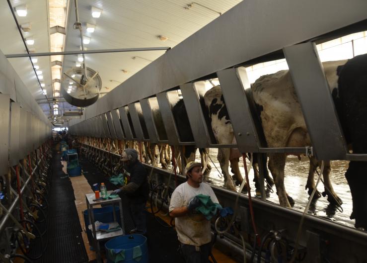 In 2017, just 13 counties across the country were needed produce 25% of the nation’s milk. New to the top 25% production list in 2019 were Hartley, Tex., and Madera, California. Chavez, N.M., dropped off the list.