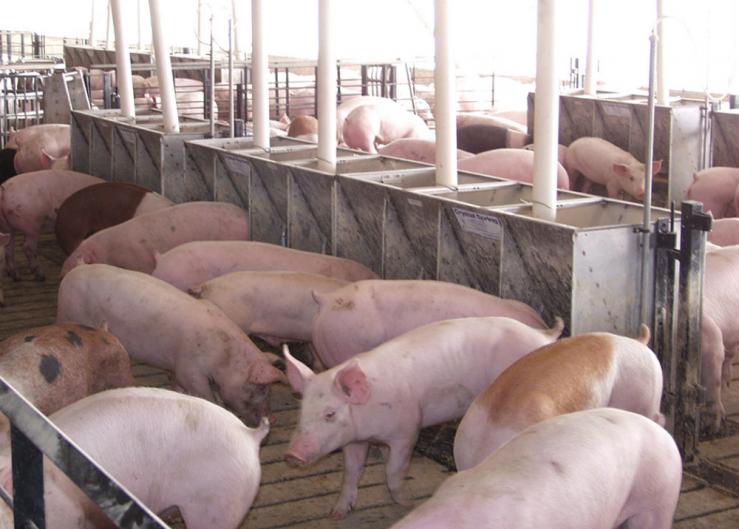 How will potentially higher corn prices impact feed cost indices for a swine finishing enterprises?