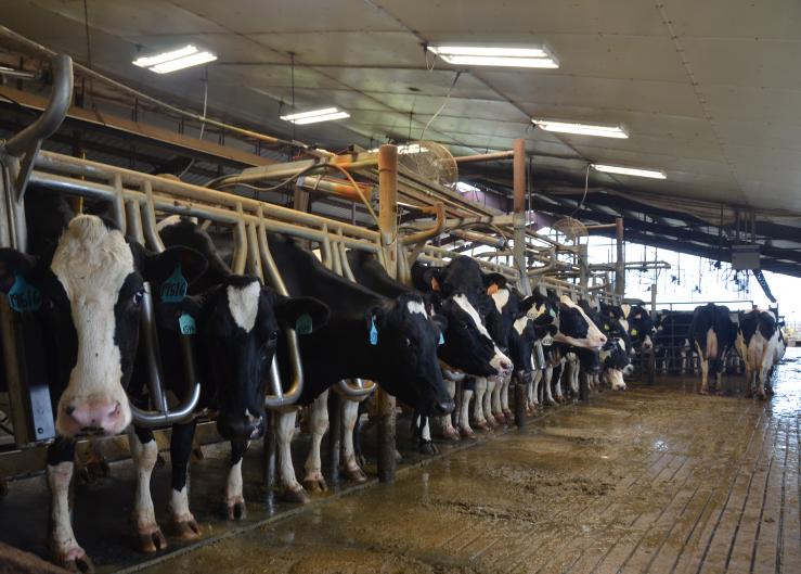 Management Protocols Important in Preventing Lameness in Dairy Cattle