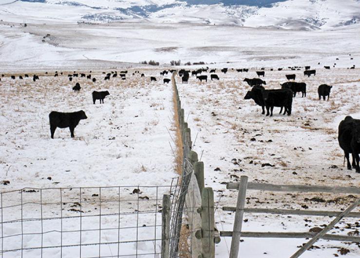Fence-line weaning appears to benefit calf performance, but it might not be practical based on facilities and labor.