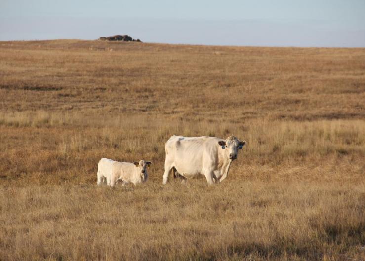 reduced forage due to drought in North Dakota