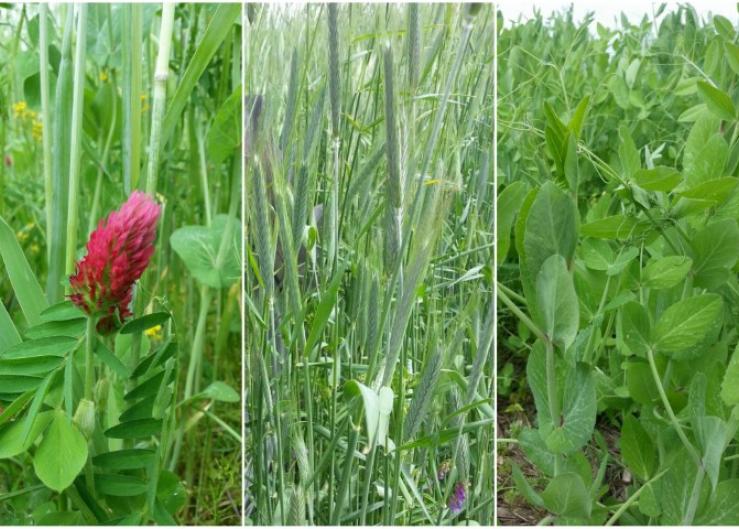 cover crops collage