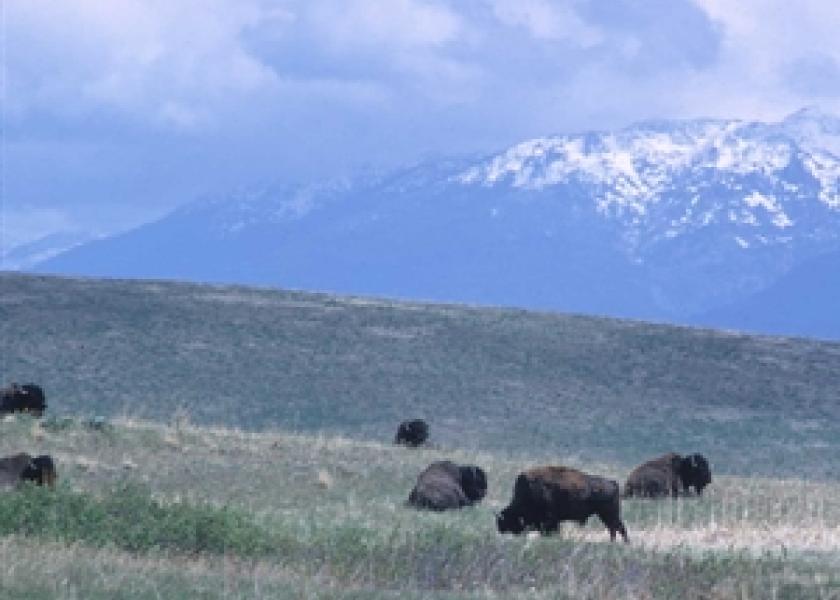 Montana Bison   USDA NRCS