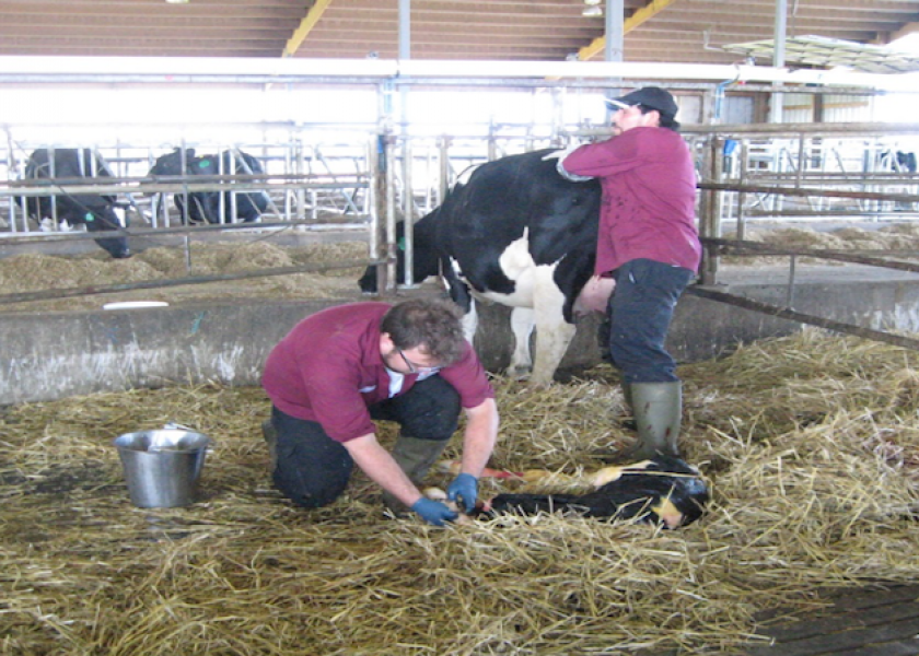 The phenotypic base for calving ease traits will be updated in August. 