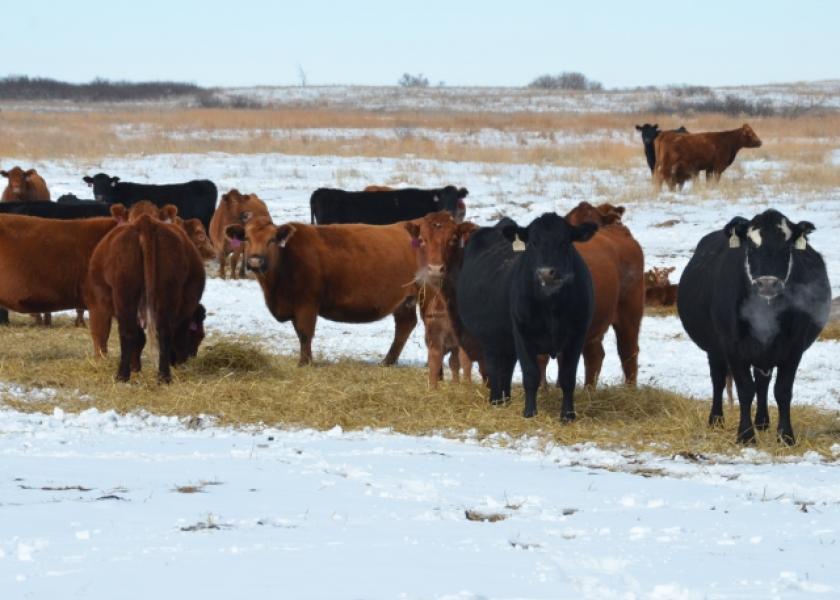 Winter weather often impacts cattle production.