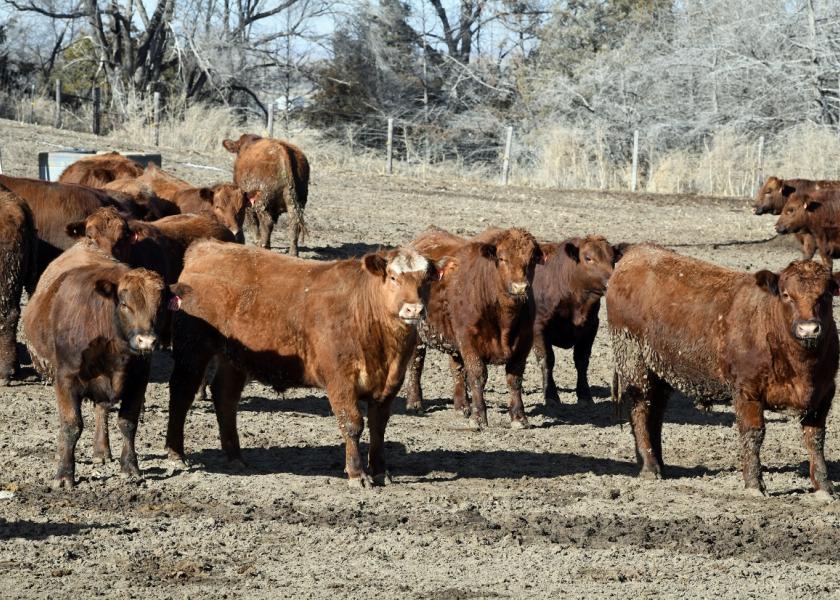 Cash fed cattle traded $2 lower