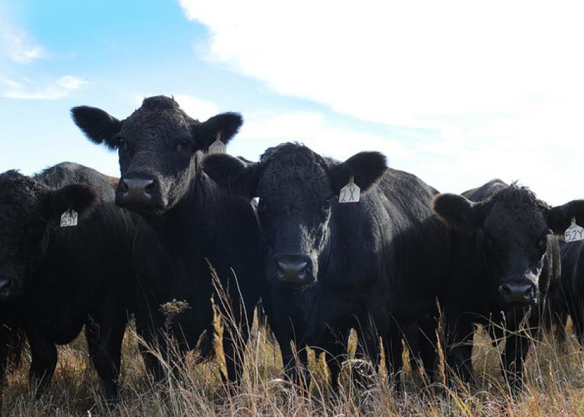 Kansas Cattle
