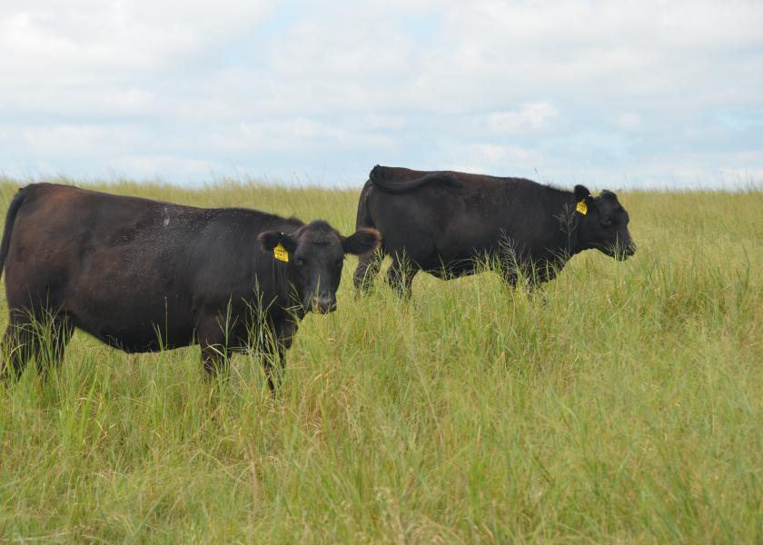 Cattle on pasture