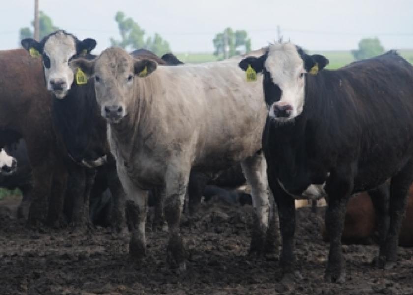 feedlot cattle 10 Kansas 532