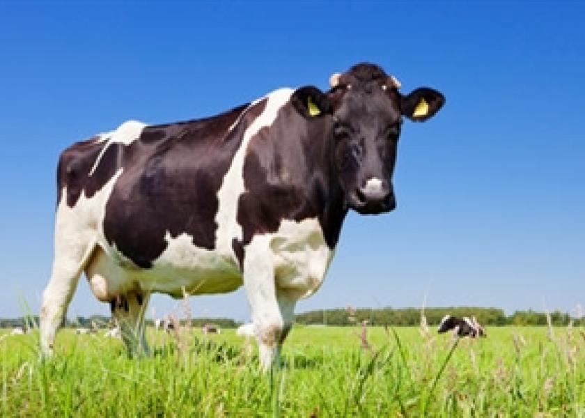 European_dairy_cow