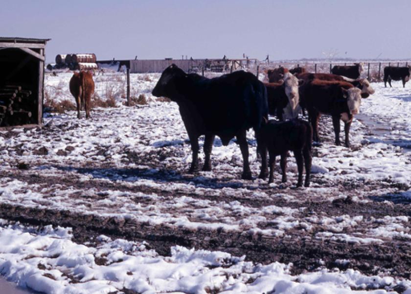 2 9 11 Chilly cows