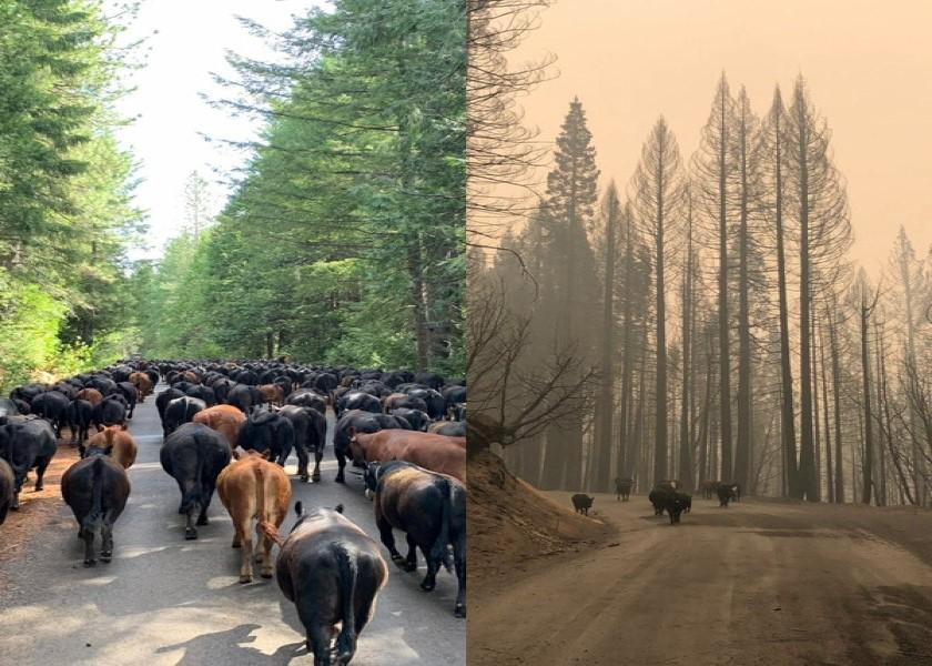 Before and after the Bear Fire
