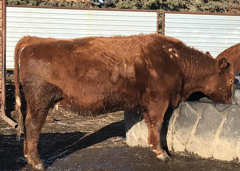 There's a lot of winter left in cattle country. One of the issues often overlooked this time of year are lice problems.