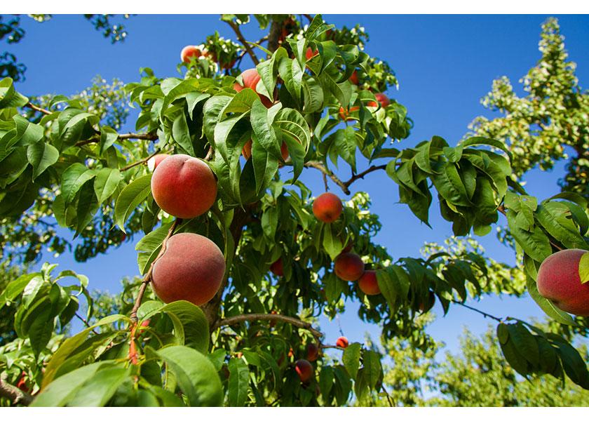 Organic peaches, along with cherries, apricots and nectarines, will be a main focus at Wenatchee, Wash.-based Stemilt Growers Inc. from June forward, says Brianna Shales, marketing director. 