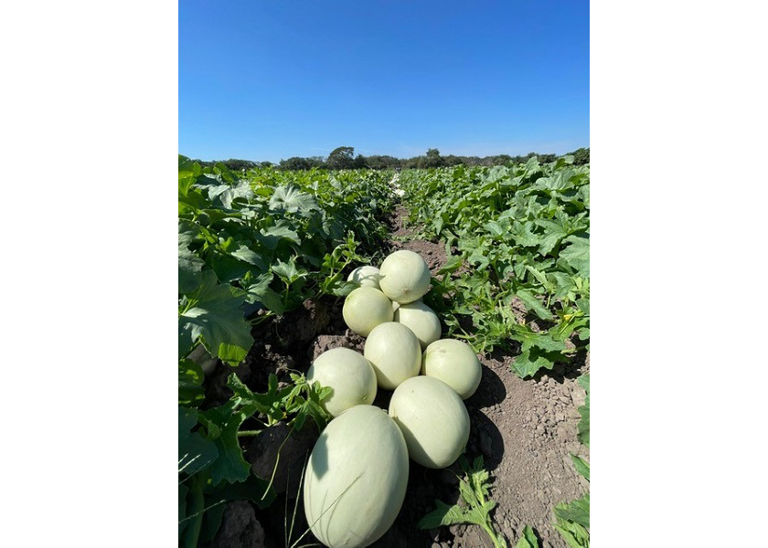 Pictured is a growing field in Tecoman Colima, Mexico, where Mas Melons & Grapes was harvesting in late January.