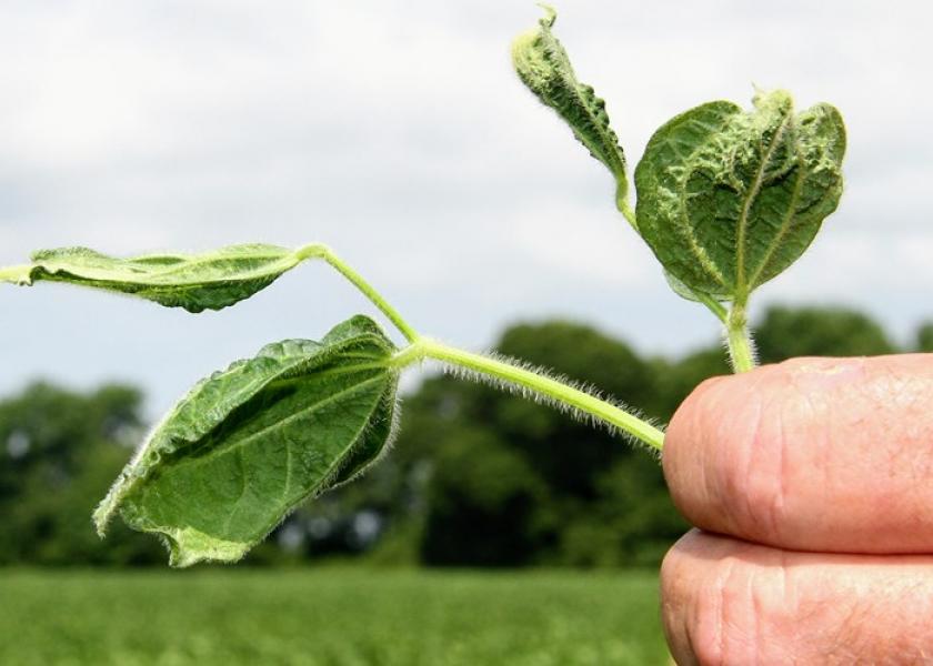 Dicamba Drift Reports Rise in Tennessee 