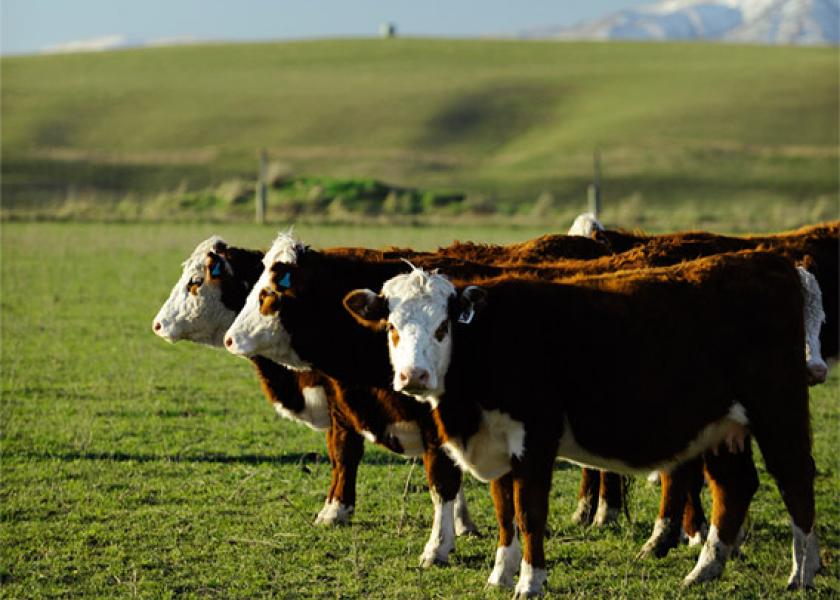 Hereford cattle produced for Silver Fern Farms 