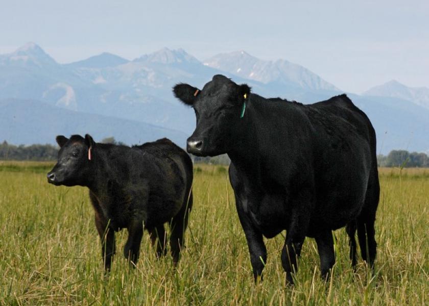 Montana cow-calf pair
