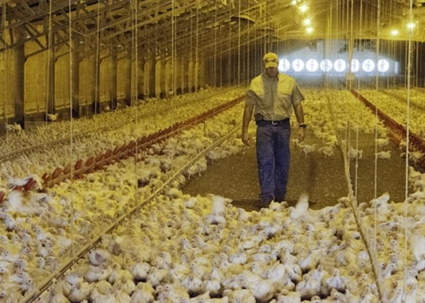 Chicken_Poultry_Farm