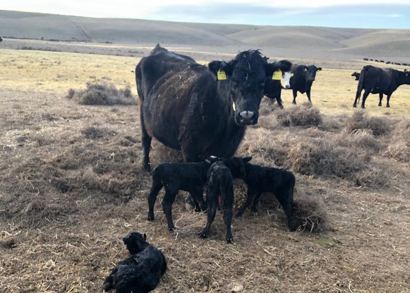 Washington Cow Gives Birth to Quadruplets