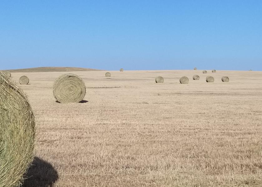North Dakota hay field