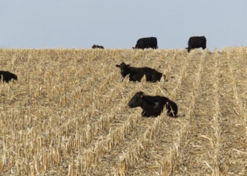 University of Nebraska researchers recently conducted a two-year study to evaluate the effects of grazing on subsequent yields and nutrient removal from baling at five locations in Nebraska. 