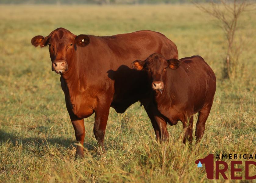 American Red Cattle Met with Warm Welcome