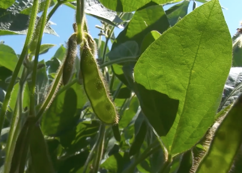 Minnesota soybeans